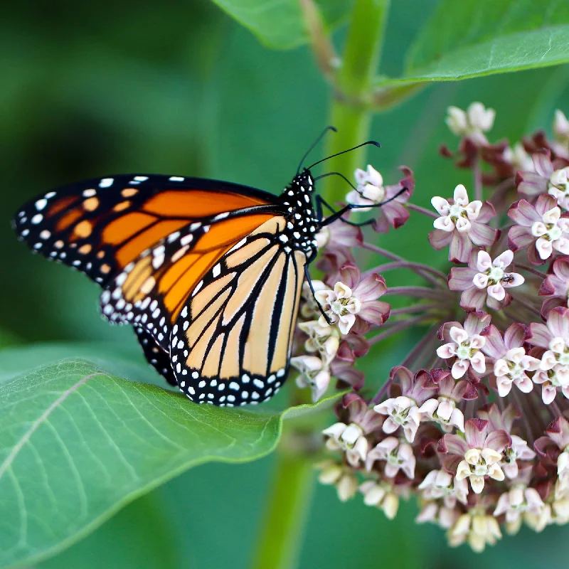 Pet ProductsPlant Milkweed Flower Seeds to Help Save the Monarch Butterfly