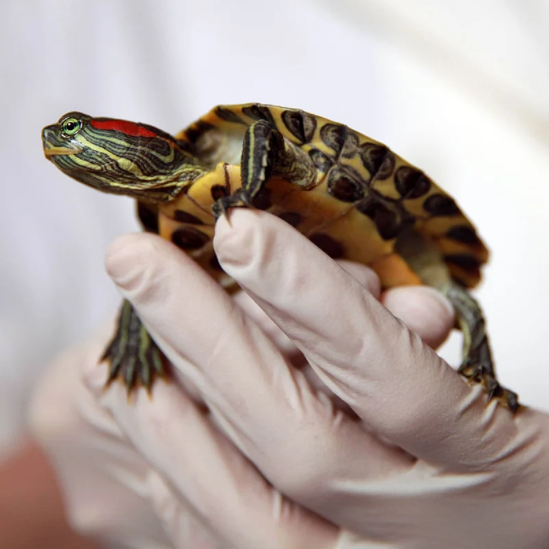 - Cat anti-jump window safety netHelp Rescued Turtles By Sending Supplies