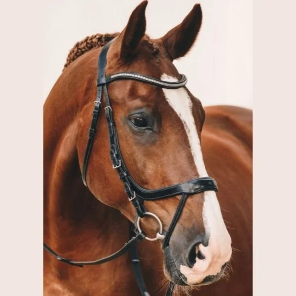 - Car dog seat beltSchockemohle Equitus Omega Anatomic Bridle