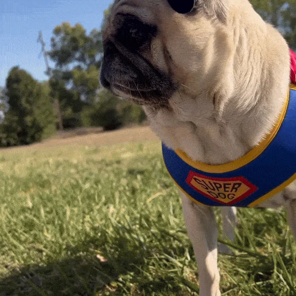  -Anti-scratch sofa protective coverSuperDog Harness | Super Blue & Super Pink