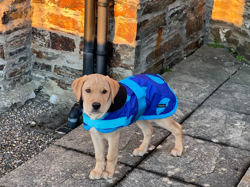 -Anti-scratch scratching board AND cat bed in oneEND OF LINE OFFER WAS £25 NOW £15 Blue Umbrellas Dog Coat -Anti-scratch scratching board AND cat bed in oneEND OF LINE OFFER WAS £25 NOW £15 Blue Umbrellas Dog Coat